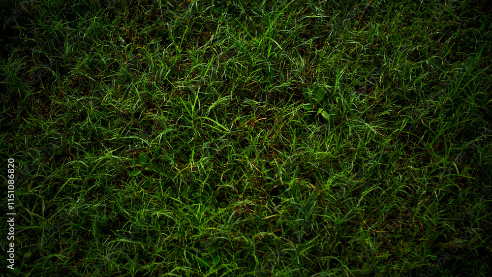 Dewy grass background that looks fresh and natural in the morning Dewy grass background that looks fresh and natural in the morning