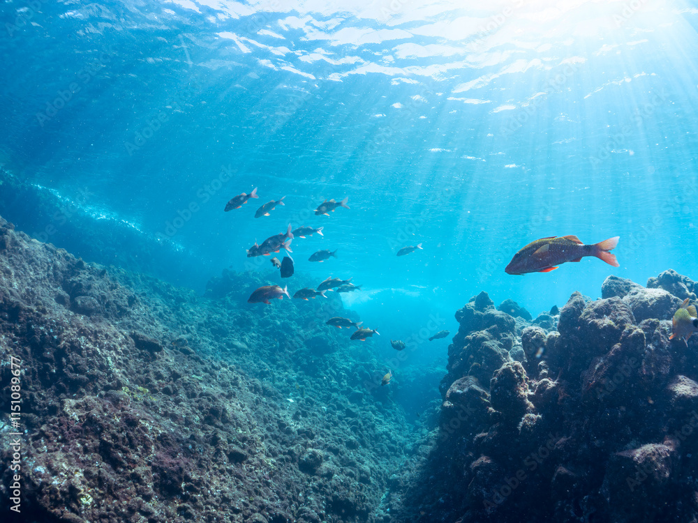 Fototapeta premium 美しいアカヒメジ、ホウライヒメジ（ヒメジ科）他の群れ。 英名学名：Yellowfin goatfish (Mulloidichthys vanicolensis) Whitesaddle goatfish, Parupeneus ciliatus 静岡県伊豆半島賀茂郡南伊豆町中木ヒリゾ浜2024年 