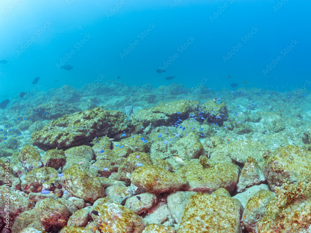 Fototapeta premium 美しいツユベラ(ベラ科)の幼魚とソラスズメダイ(スズメダイ科)、ニシキベラ他の群れ。 英名学名:Yellowtail wrasse, Coris gaimard Heavenly Damselfish (Pomacentrus coelestis) Cupid wrasse, Thalassoma cupido 静岡県伊豆半島賀茂郡南伊豆町中木ヒリゾ浜2024年