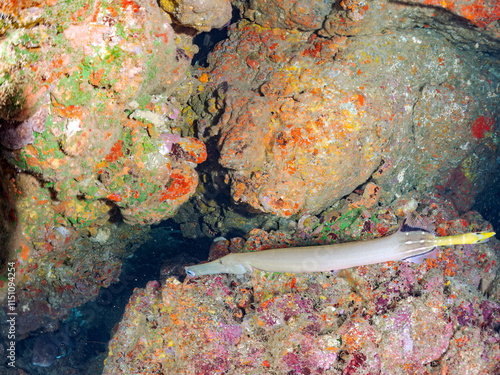 美しく大きなヘラヤガラ（ヘラヤガラ科）。
英名学名：Painted flutemouth, Trumpetfish (Aulostomus chinensis)
静岡県伊豆半島賀茂郡南伊豆町中木ヒリゾ浜2024年
 photo