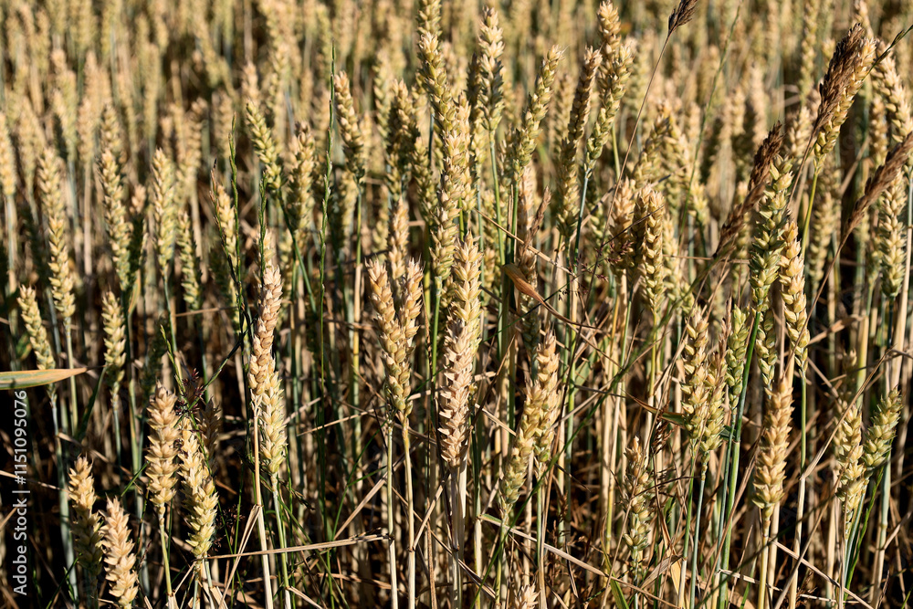 Landscape photo of the agricultural field with close-up photo of individual wheat plants Landscape photo of the agricultural field with close-up photo of individual wheat plants