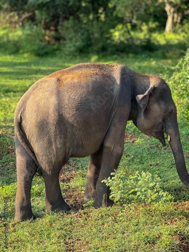 Young Wild Elephant Grazing in Lush Green Forest - Wildlife Photography, Asian Elephant in Natural Habitat, Jungle Scenery, Majestic Wildlife Image, Endangered Species Conservation