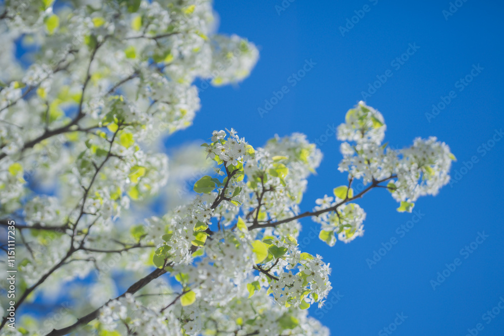 The cherry blossom tree background. White spring flowers the blossom fruit tree. Bunches of white cherry blossoms on blue sky. Spring day. Spring nature. The cherry blossom tree background. White spring flowers the blossom fruit tree. Bunches of white cherry blossoms on blue sky. Spring day. Spring nature.
