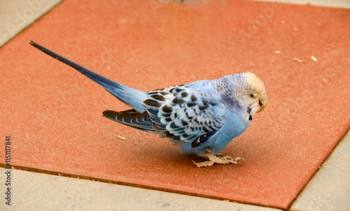 Funny parrot. Pet parrot. cute budgerigar. Ornithology. Love and care for animals. photo