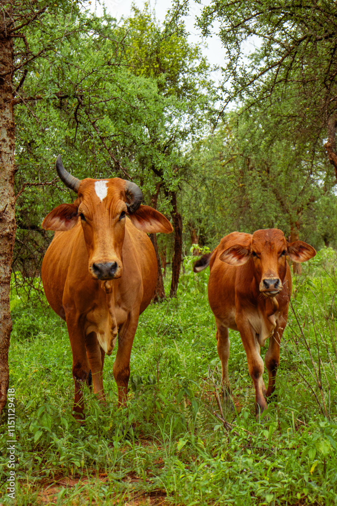 cows grazing out in the bush after the rains cows grazing out in the bush after the rains