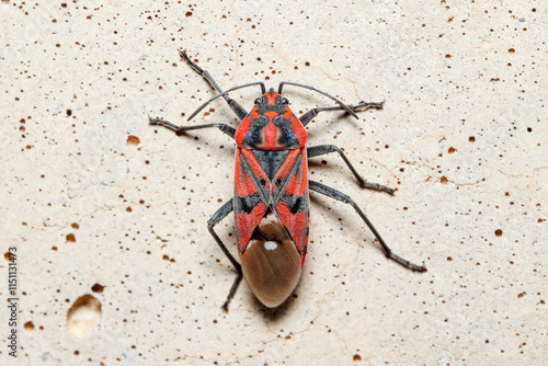 Seed bug, Spilostethus pandurus, posed ona concrete wall on a sunny day photo