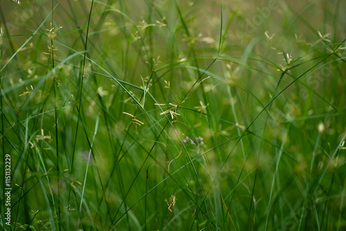 Wallpaper Mural Deep focus of green grass in full view Torontodigital.ca