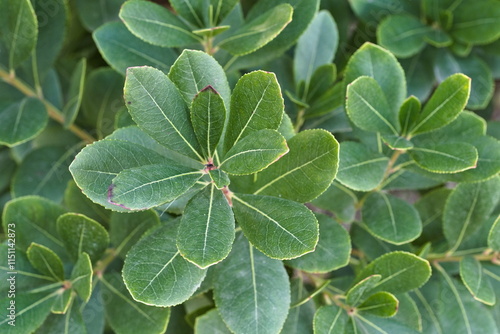 Tableau sur toile macro photograph of the leaves of an arbutus bush
