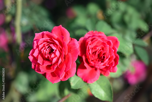 Wallpaper Mural Red roses blooming in ornamental flower garden Torontodigital.ca