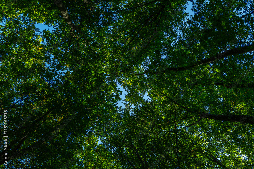 Green forest and nature. Nature green leaf on blurred greenery background with copy space. Natural green plants landscape, ecology wallpaper concept. Green texture background. Tree bokeh. Green forest and nature. Nature green leaf on blurred greenery background with copy space. Natural green plants landscape, ecology wallpaper concept. Green texture background. Tree bokeh.