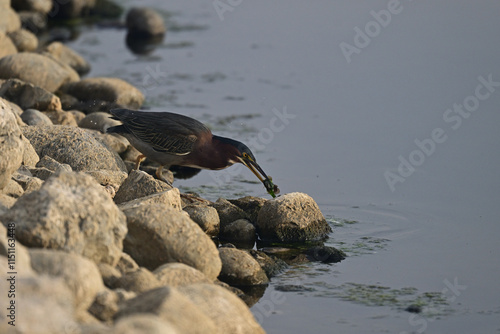 Green Heron Fishing by the  Lake Shore photo