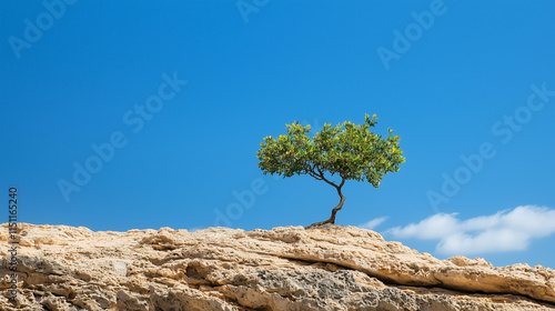 Lone Tree on a Sunny Day