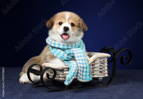 Cute little Welsh Corgi Pembroke puppy with sled on blue background