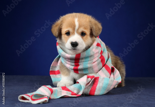 Cute little Welsh Corgi Pembroke puppy in a striped scarf