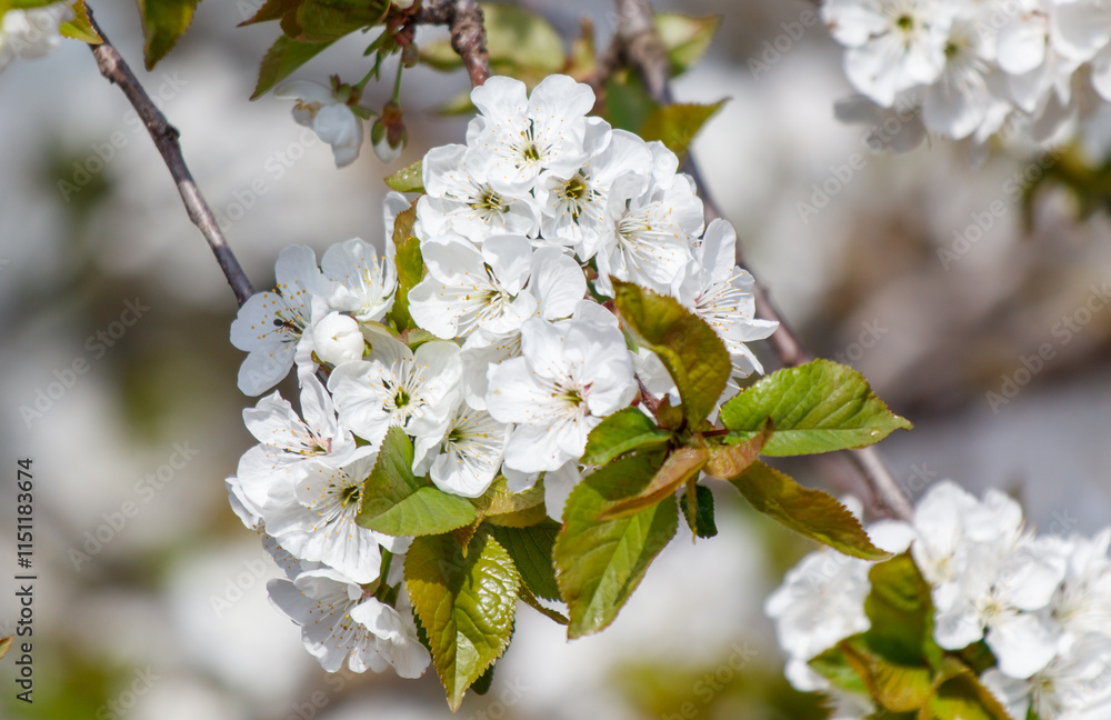 A tree with white flowers is in full bloom A tree with white flowers is in full bloom