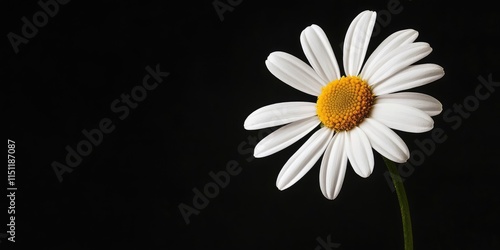 White daisy flower stands out beautifully against a contrasting black background, showcasing the delicate petals of the white daisy flower in stunning detail and vibrant clarity. photo