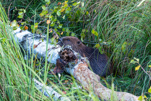 Ein Biber (Castor fiber) frißt in der Dämmerung am Stamm einer Birke die Rinde 