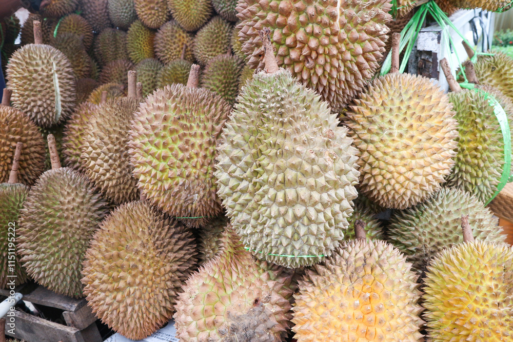 Group of fresh durians in the durian market. Group of fresh durians in the durian market.