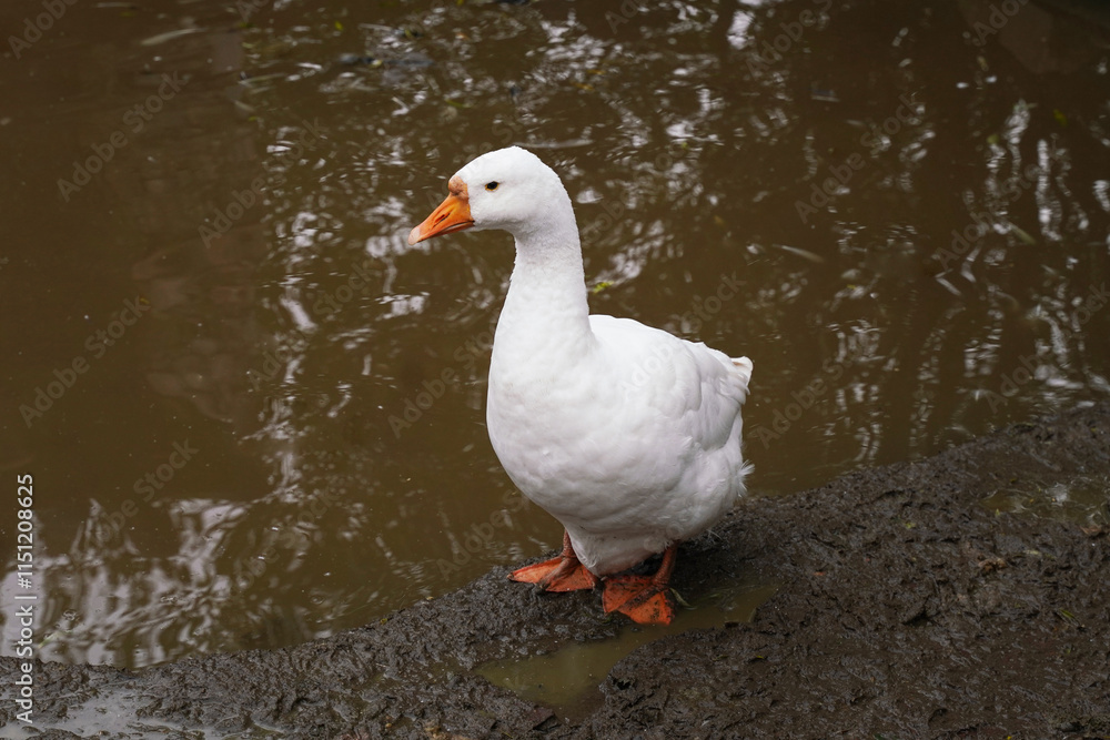 A white duck standing by a muddy water edge in a tranquil natural setting, observing the rippling water during a calm afternoon A white duck standing by a muddy water edge in a tranquil natural setting, observing the rippling water during a calm afternoon
