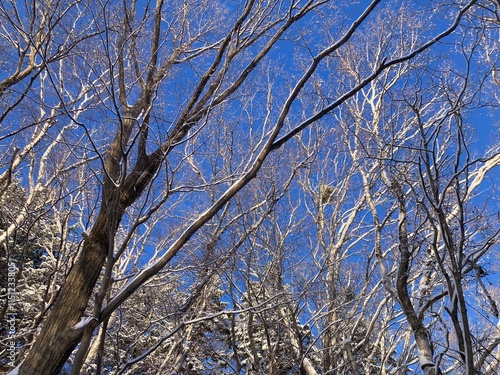 Snow-covered deciduous tree branches and blue sky photo