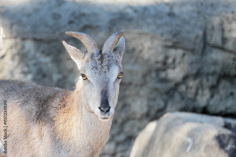 Fototapeta premium スーチョワンバーラル