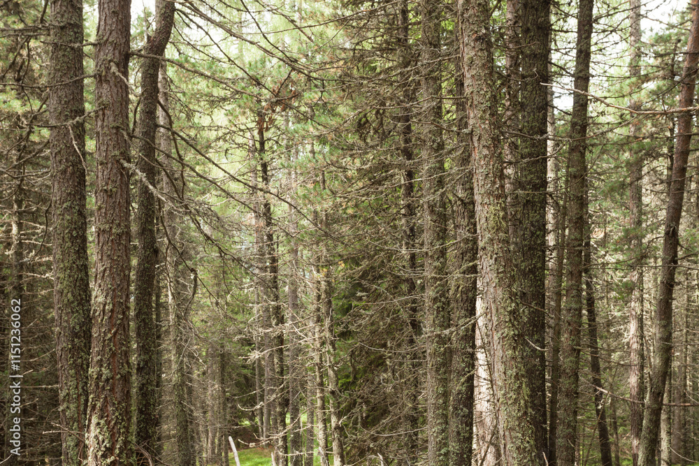 Fototapeta premium Inside a peaceful forest in a cloudy day, no people around