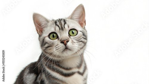 portrait American shorthair cat big eyes white background copy blank space paste