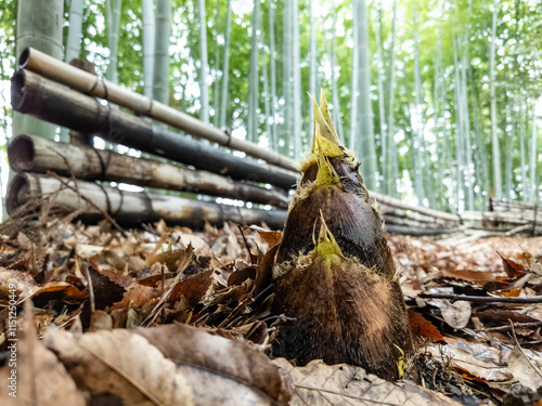 竹垣を越えて出て来たタケノコ photo