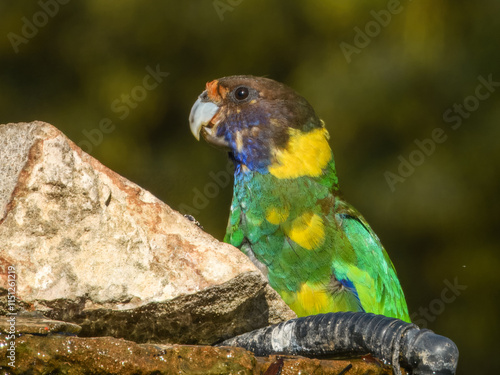 28 Ringneck Parrot (Barnardius zonarius semitorquatus) in Australia photo