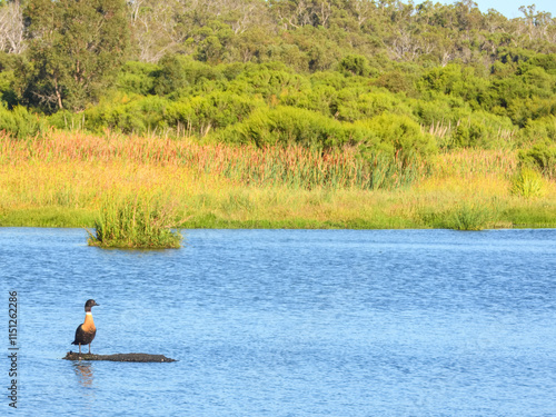 Australian Shelduck	(Tadorna tadornoides) in Australia photo