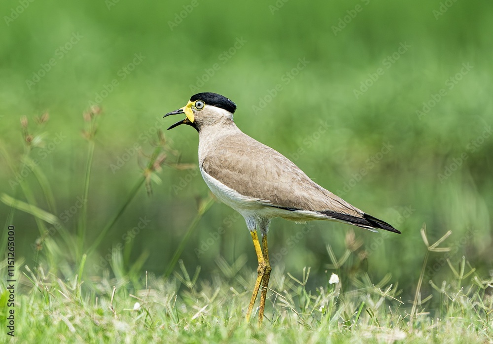 Fototapeta premium Yellow lapwing 