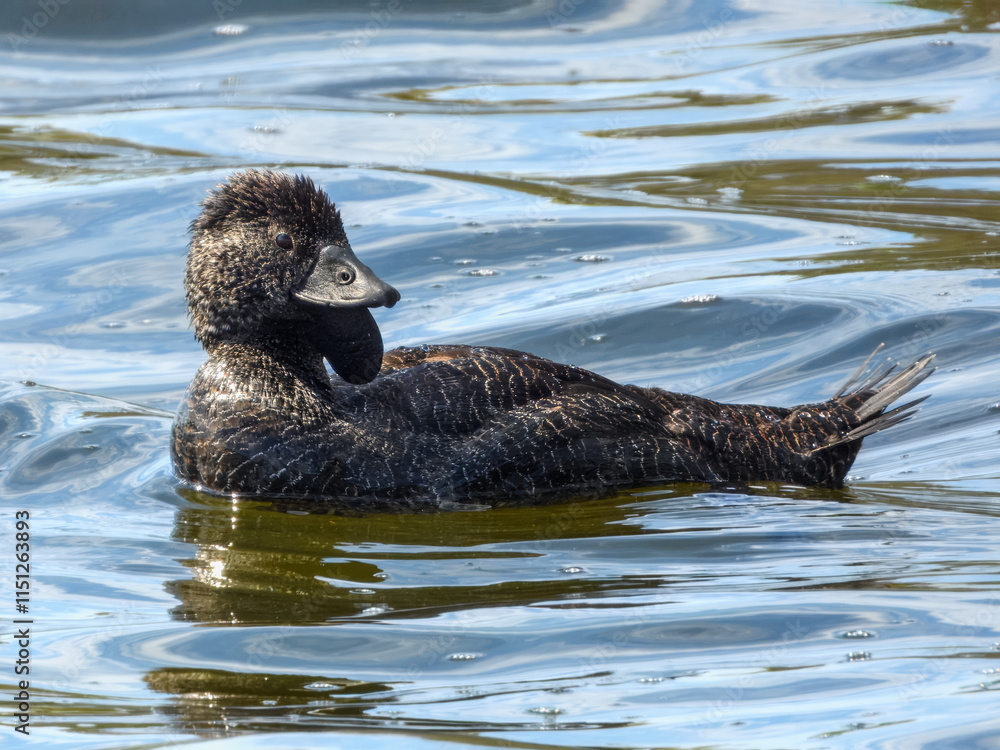 Musk Duck (Biziura lobata) in Australia
