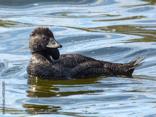 Obraz na płótnie Musk Duck (Biziura lobata) in Australia w salonie