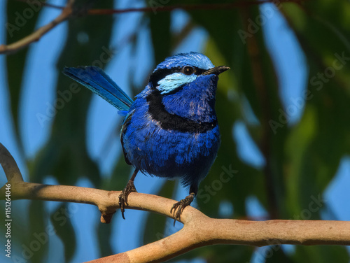 Fotografia Splendid Fairy-wren	(Malurus splendens) in Australia