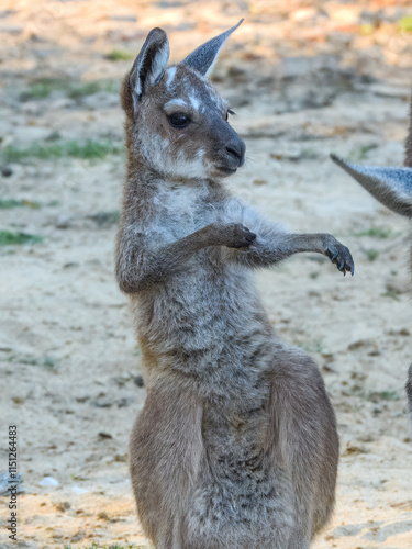 Western Grey Kangaroo (Macropus fuliginosus) in Australia photo