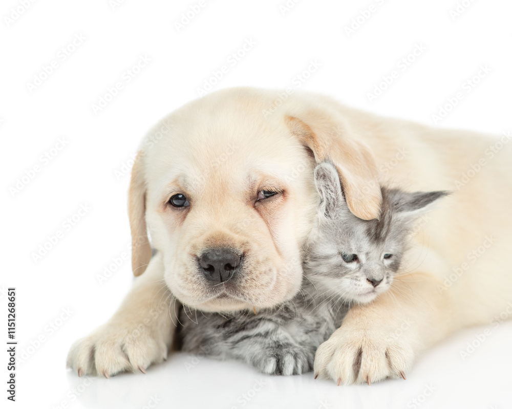 Golden retriever puppy hugs tiny maine coon kitten. isolated on white background Golden retriever puppy hugs tiny maine coon kitten. isolated on white background