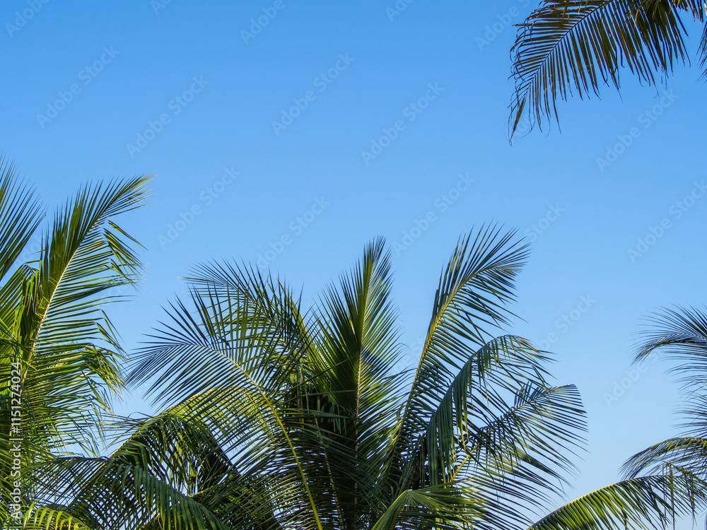 blue sky background with Cloudless and coconut leaves and copy space blue sky background with Cloudless and coconut leaves and copy space