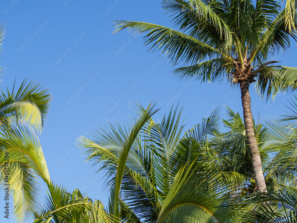 Fototapeta premium blue sky background with Cloudless and coconut trees and copy sp