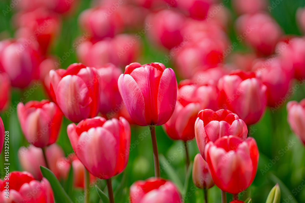 Tulips flowers in a spring field. Red tulips with beautiful bouquet background. Tulip flower. Tulip field in spring. Spring blossom flowers in garden. Tulips flowers in a spring field. Red tulips with beautiful bouquet background. Tulip flower. Tulip field in spring. Spring blossom flowers in garden.