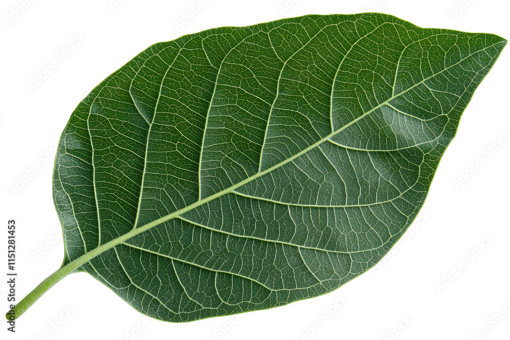 Leaves frame idea. Leaves frame idea. Green leaf on a white isolated background, showcasing natural texture and veins. Leaves frame idea. Leaves frame idea. Green leaf on a white isolated background, showcasing natural texture and veins.