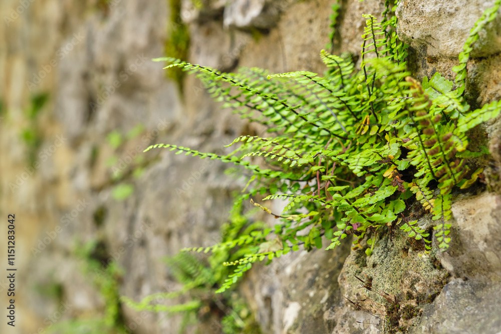 Closeup of a a small green fern on an old weathered natural stone wall in a garden in the Lot region in South France Closeup of a a small green fern on an old weathered natural stone wall in a garden in the Lot region in South France