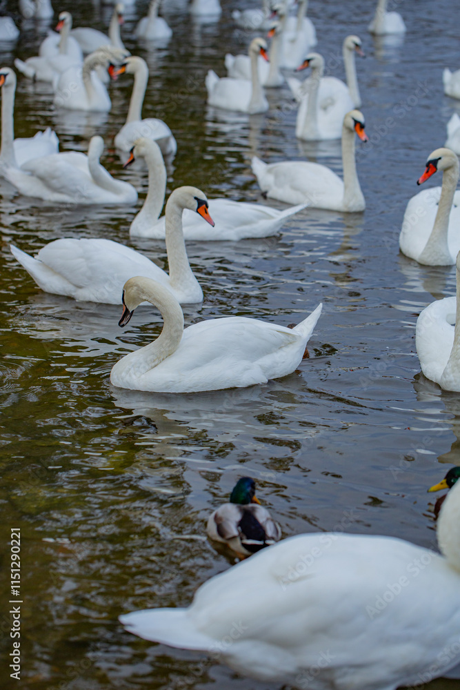 Obraz premium Graceful white Swan swimming. Group of swans in the wild. Swan swimming on a lake. The mute swan. Beautiful swans float on the water surface. Swans In River.