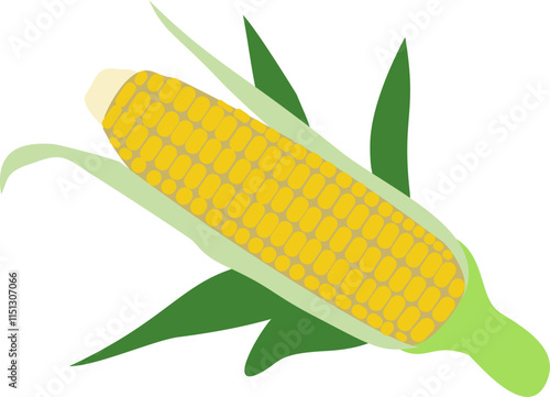 corn cobs isolated on white