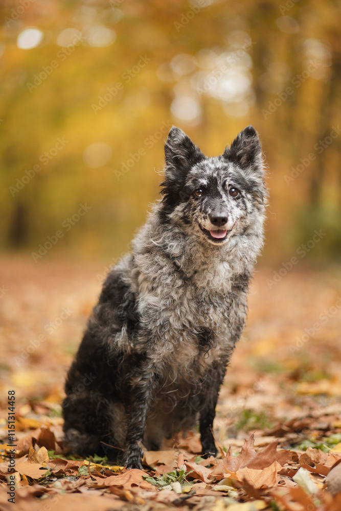 gray curly haired mudi dog sitting on a forest path covered in fallen leaves in a park in autumn gray curly haired mudi dog sitting on a forest path covered in fallen leaves in a park in autumn