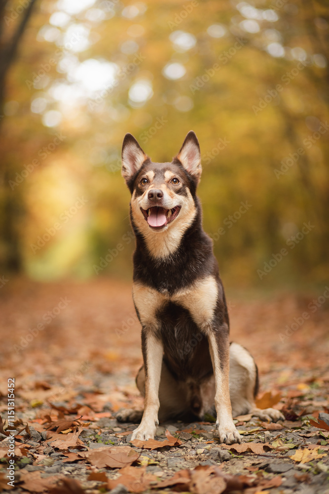 australian kelpie dog sitting on a forest path covered in fallen leaves in a park in autumn australian kelpie dog sitting on a forest path covered in fallen leaves in a park in autumn