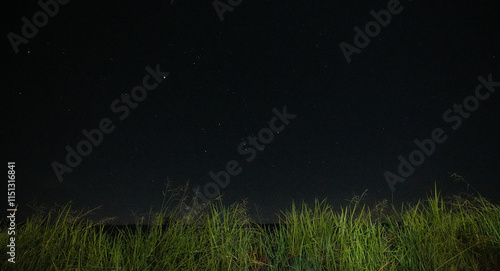 Tranquil night scene featuring tall green grass in the foreground, set against a clear starlit sky.