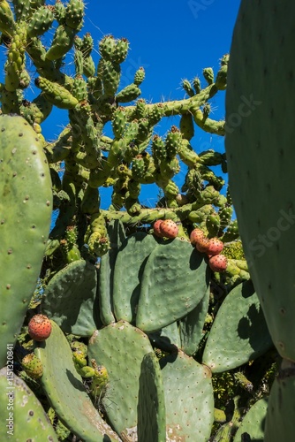 Prickly pear cactus with ripe fruit photo