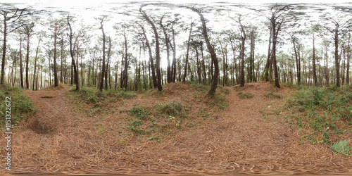 Fototapeta Naklejka Na Ścianę i Meble -  360º immersive panoramic photography of a forest in autumn