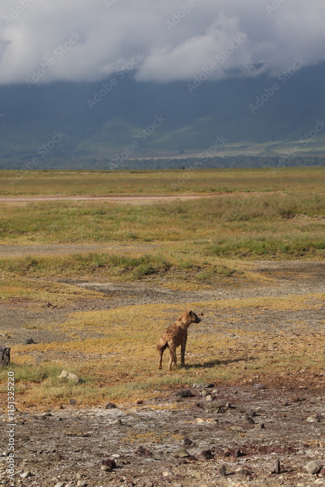 Fototapeta premium Spotted hyena at Ngorongoro crater in Tanzania