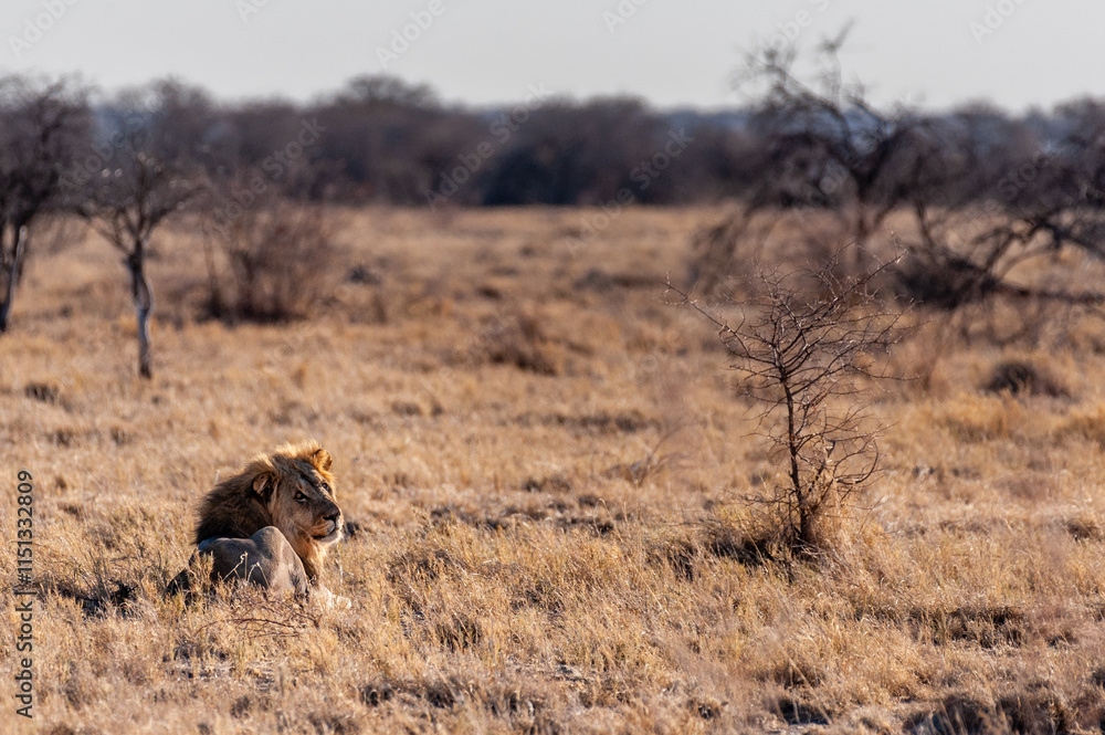 Impression of a Male Lion - Panthera leo- resting on the plains of Etosha national park, Namibia, catching the early morning sun. Impression of a Male Lion - Panthera leo- resting on the plains of Etosha national park, Namibia, catching the early morning sun.